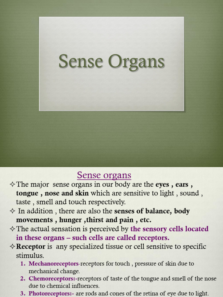 Understanding Human Sense Organs | PDF | Ear | Human Eye