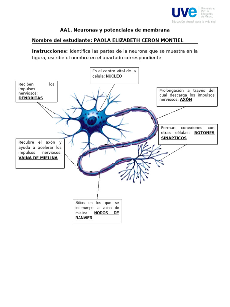 Estructura y función de neuronas | PDF | Potencial de acción | Neurona