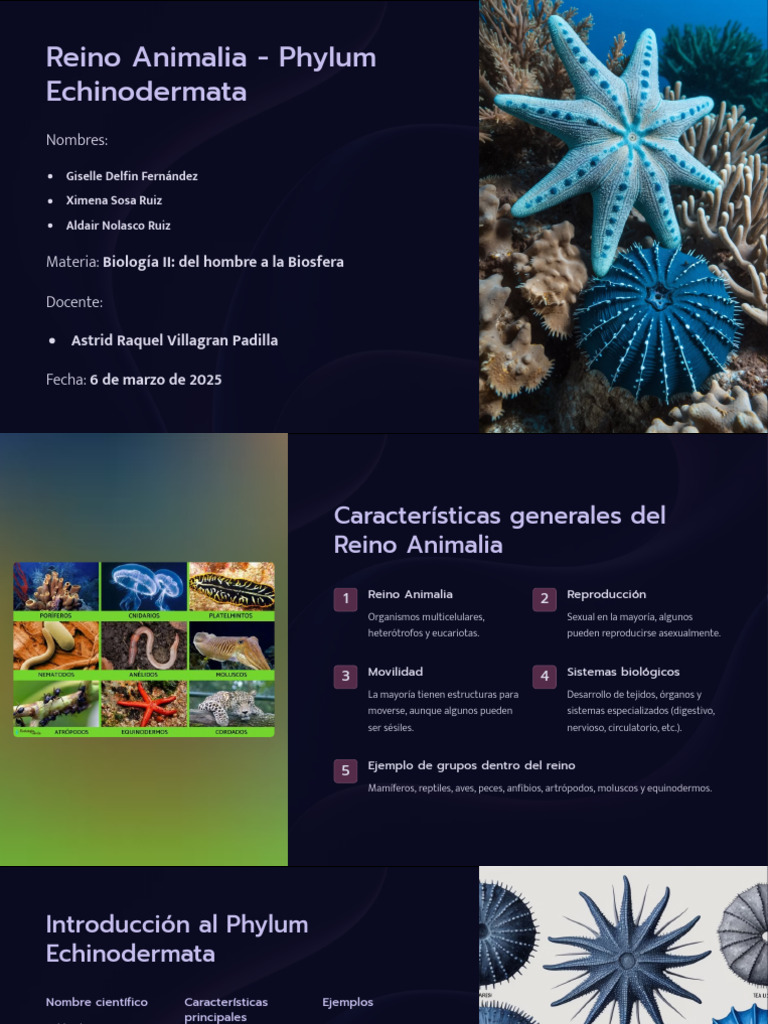 Reino Animalia Phylum Echinodermata | PDF | Zoología | Biología
