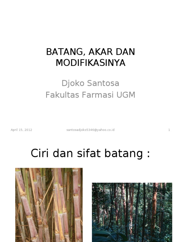 Batang Akar Dan Modifikasinya Pdf