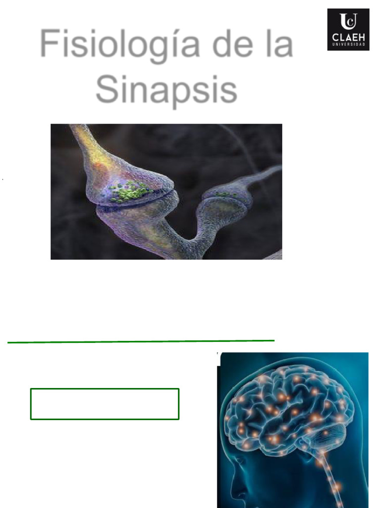 Clase Sinapsis 2023 | PDF | Sinapsis | Sinapsis química