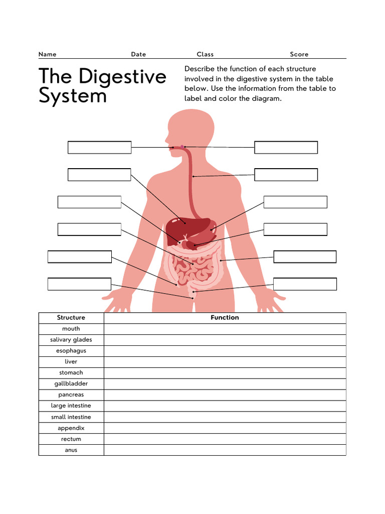 Digestive System Structures and Functions | PDF