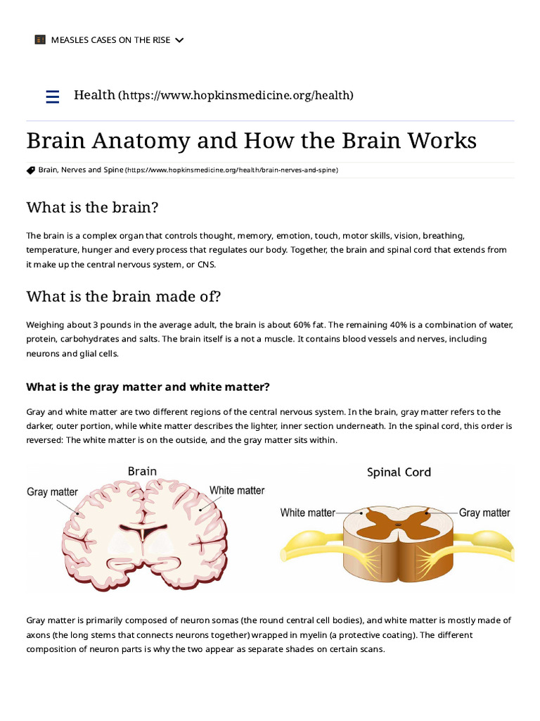 Understanding Brain Anatomy and Function | PDF | Central Nervous System ...