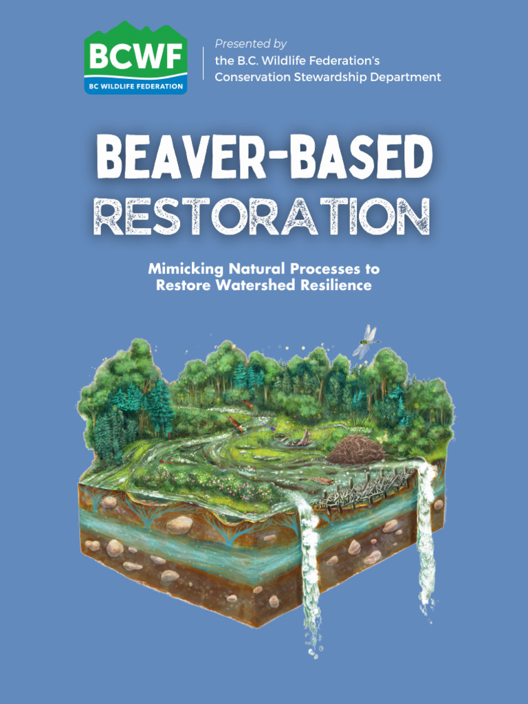 4.0 Beaver Based Restoration Booklet | PDF | Ecological Restoration | River