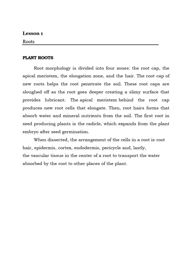 Understanding Plant Roots: Structure & Function | PDF | Root | Tissue ...