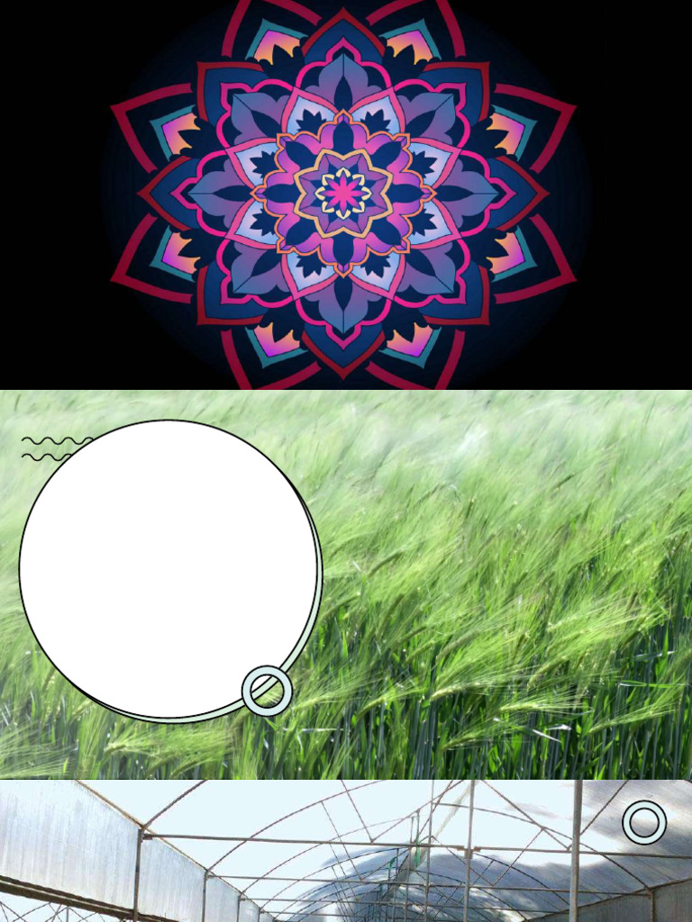 Art of Sikkim | PDF | Organic Farming | Fertilizer