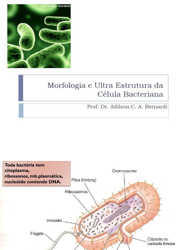 Estrutura e Morfologia da Célula Bacteriana | PDF | Membrana celular ...