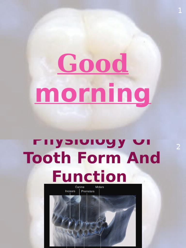 Tooth Physiology and Anatomy Overview | PDF | Dental Anatomy | Primate ...