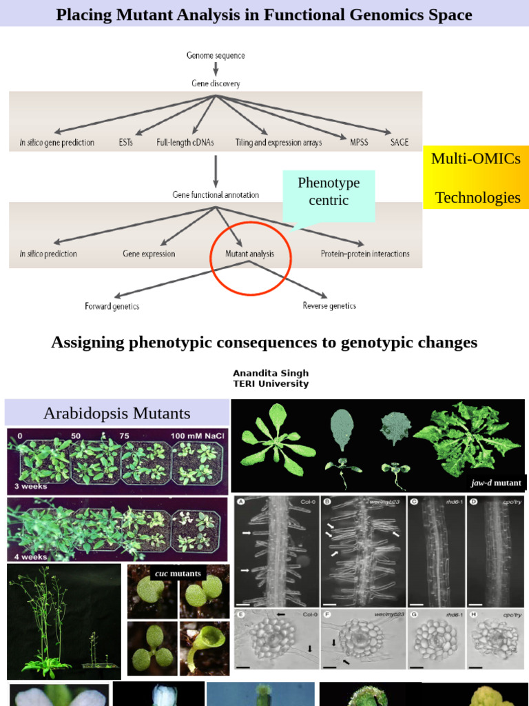 Mutant Analysis in Functional Genomics | PDF | Mutation | Dominance ...