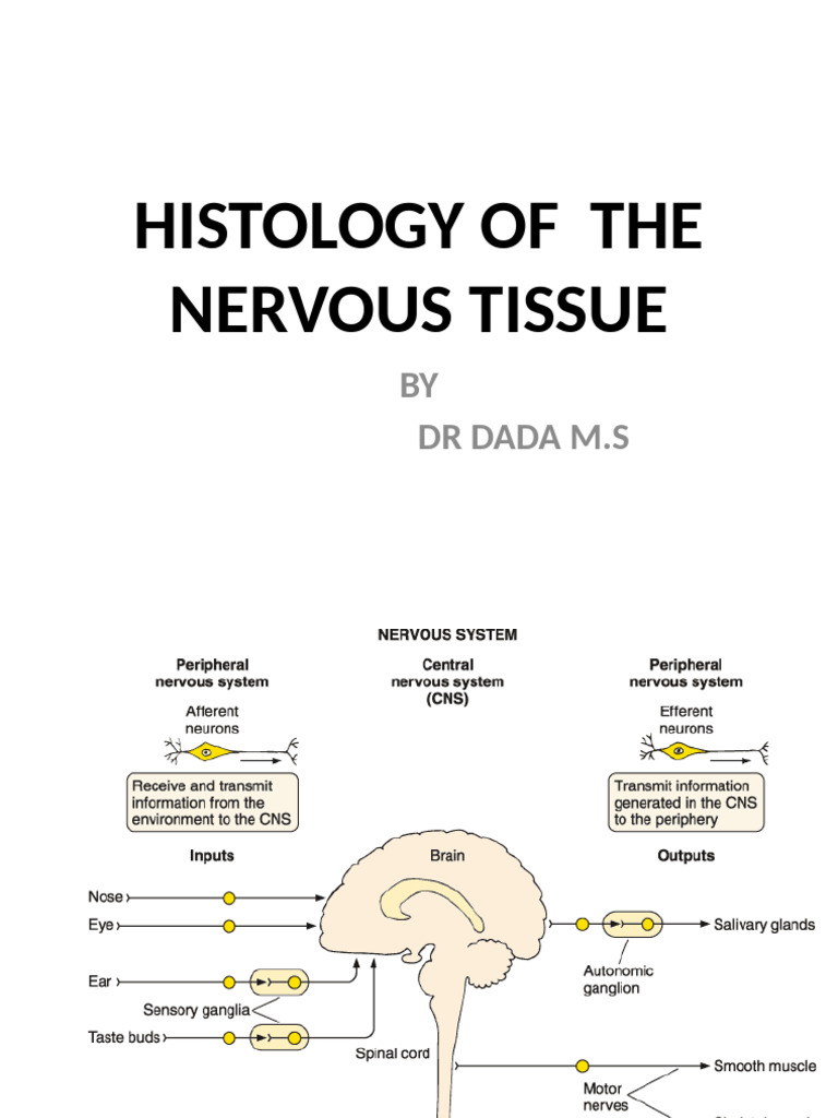 Nervous Tissue Histology - 112552 | PDF | Axon | Neuron