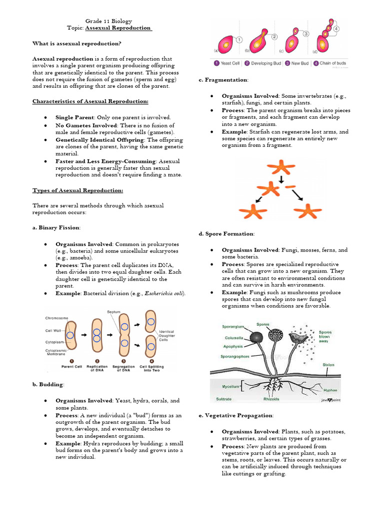 Sexual and Asexual Reproduction | PDF | Reproduction | Fertilisation