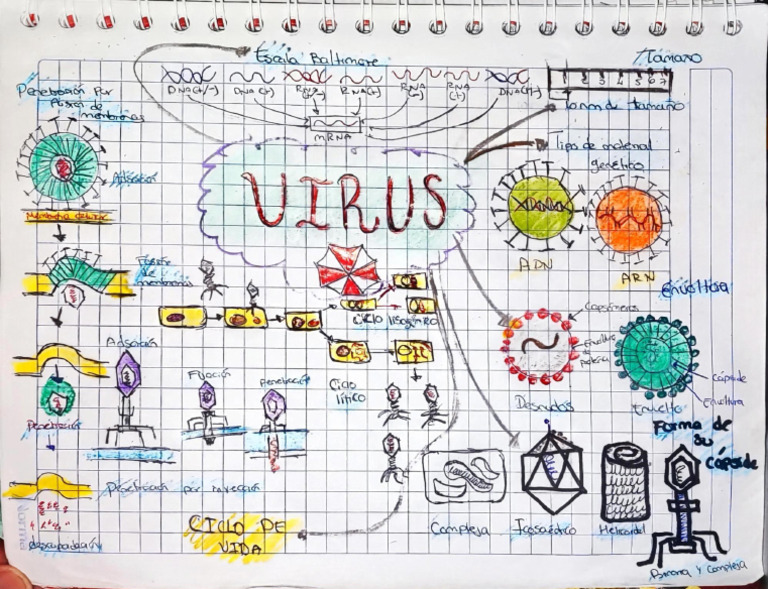 Mapa Mental Virus. Pool Ku Jesús Armando | PDF