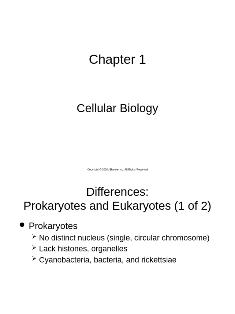 Prokaryotes vs Eukaryotes: Key Differences | PDF | Adenosine ...