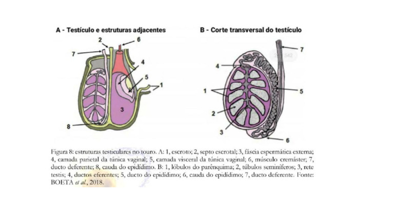 TESTÍCULOS | PDF