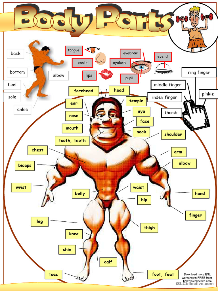 Body Parts (Picture Dictionary+ Information Gap Exercise) | PDF | Human ...