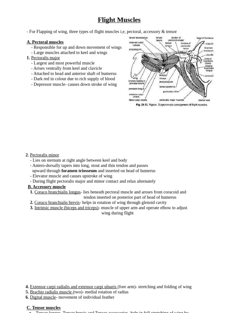 Bird Flight Muscle Mechanisms | PDF | Human Anatomy | Limbs (Anatomy)