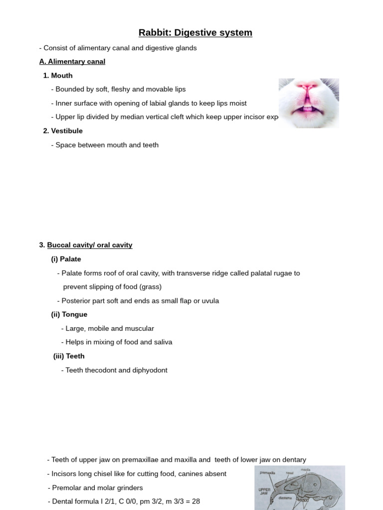 Rabbit - Digestive System | PDF | Human Digestive System ...