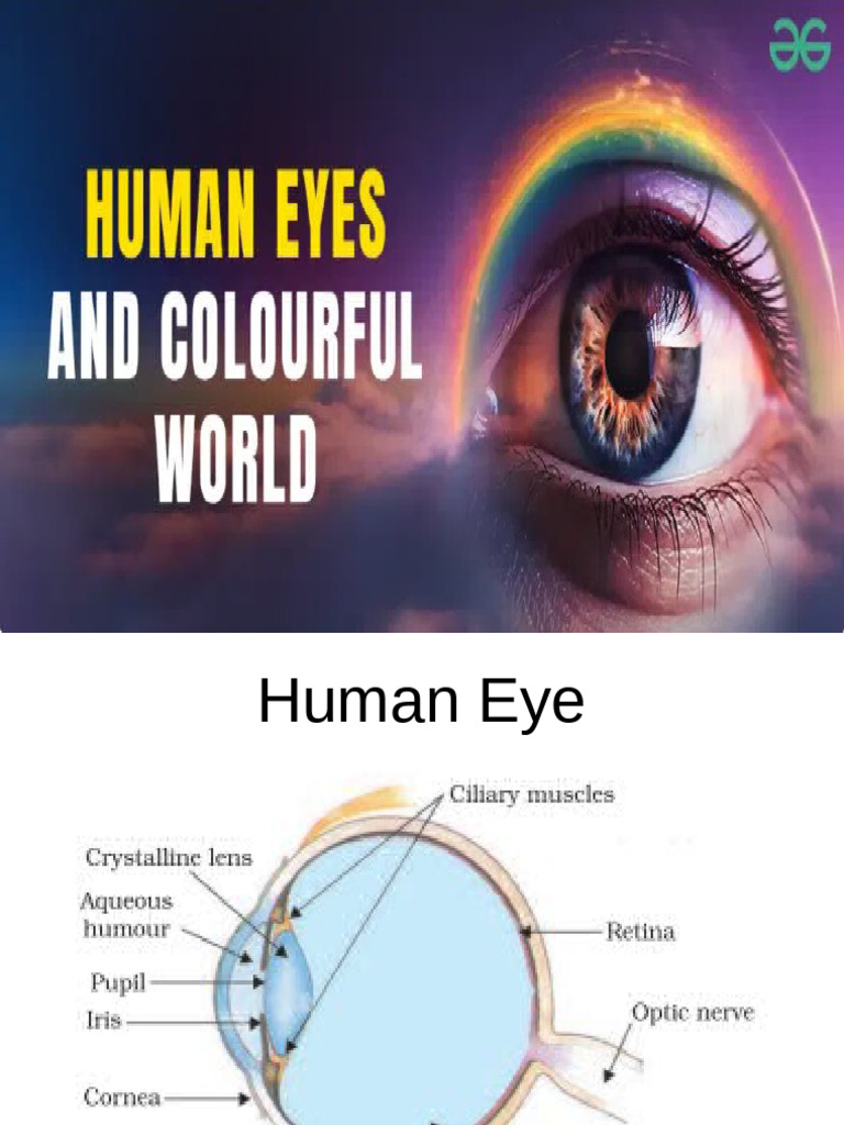 Anatomy and Vision Defects of the Eye | PDF | Eye | Myopia