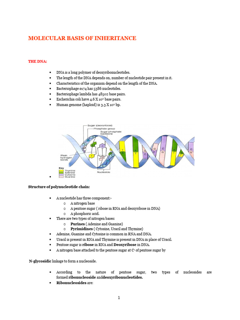 Molecular Basis of DNA Inheritance | PDF | Messenger Rna | Operon