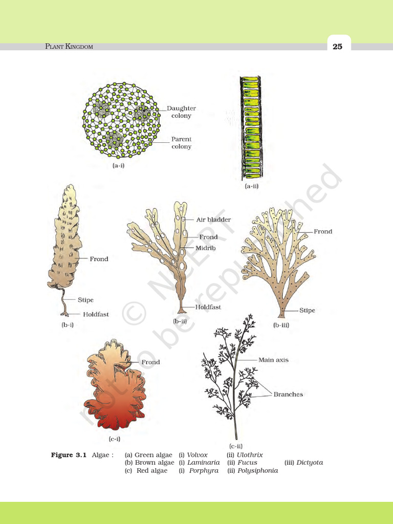 Algae Classification Overview | PDF