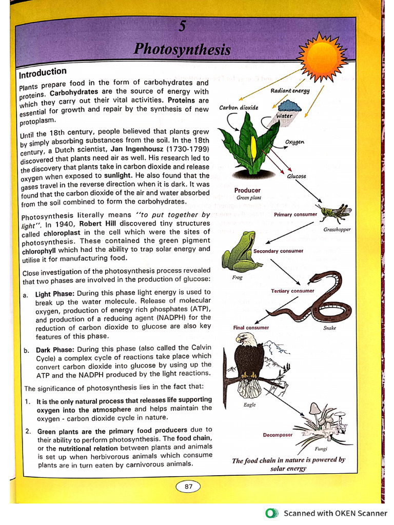 Photosynthesis | PDF