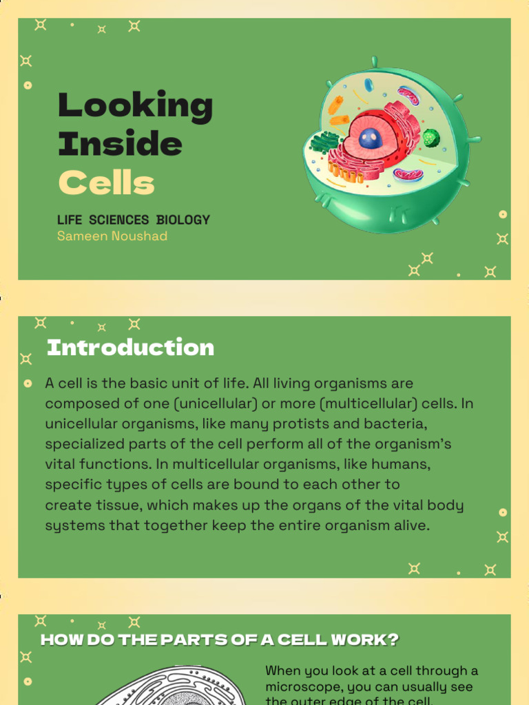 Cell Structures and Functions Explained | PDF | Endoplasmic Reticulum ...