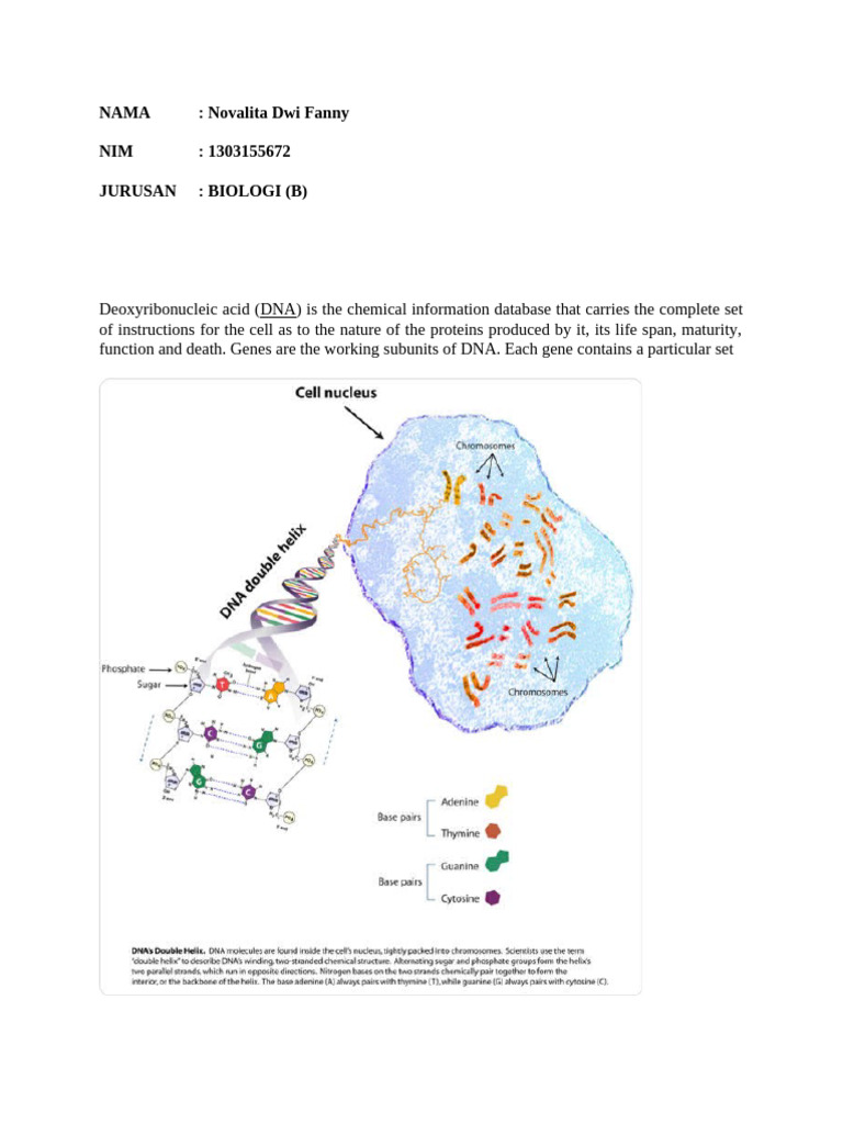 Understanding DNA, Genes, and Mutations | PDF | Gene | Dna