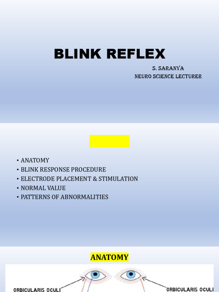 Blink Reflex Saro | PDF | Brainstem | Nerve