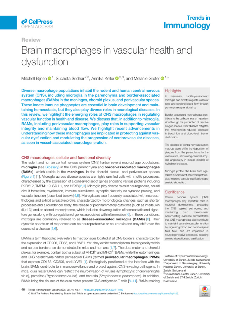 Brain Macrophages and Vascular Health | PDF | Microglia | Blood Vessel