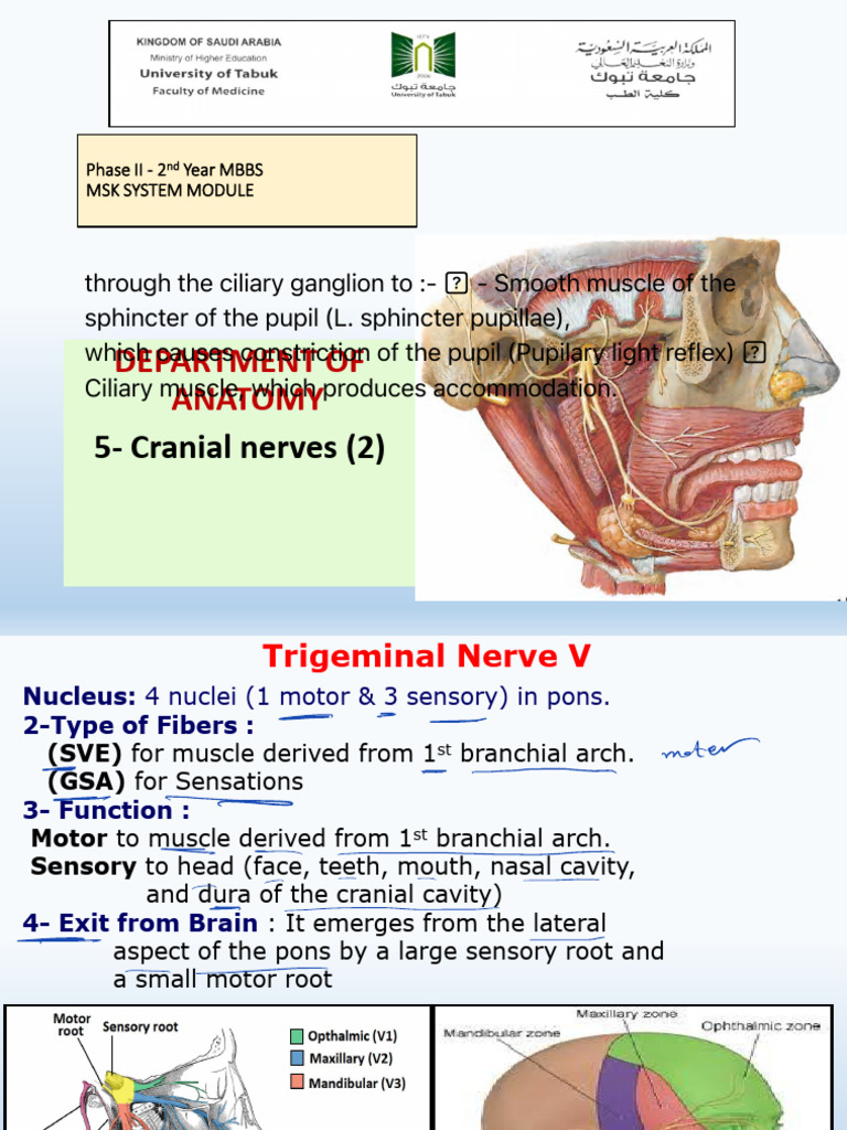5 - Cranial Nerves 2 2024 | PDF | Nervous System | Primate Anatomy