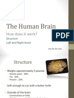 The Human Brain: How Does It Work?