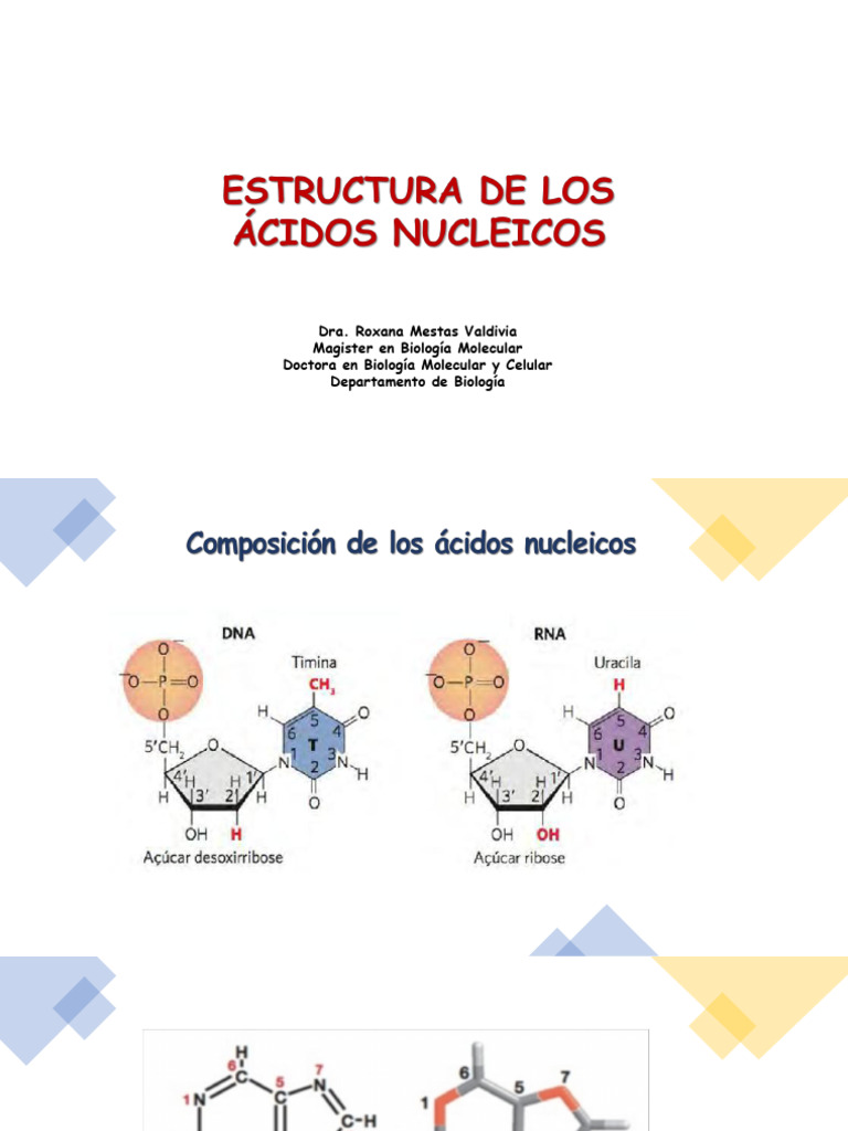 Estructura de los ácidos nucleicos | PDF | Adn | Rna