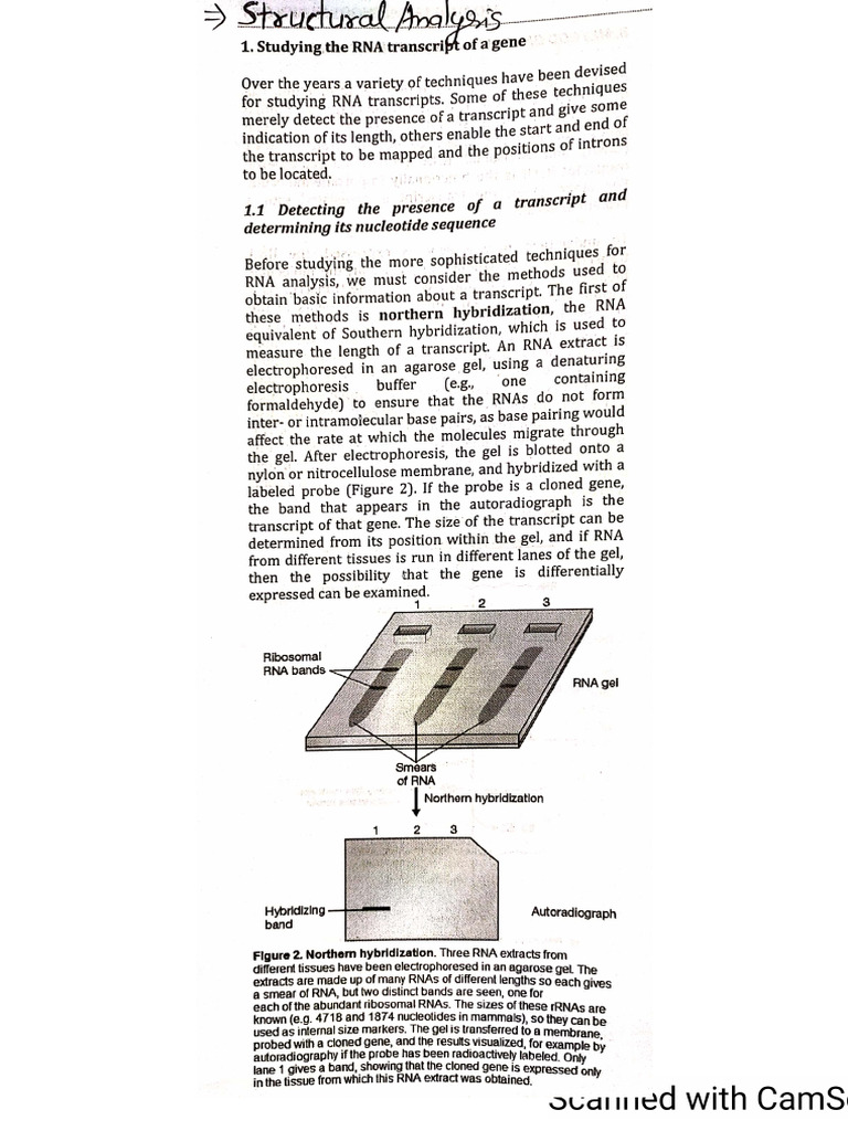 Transcript Analysis Pdf
