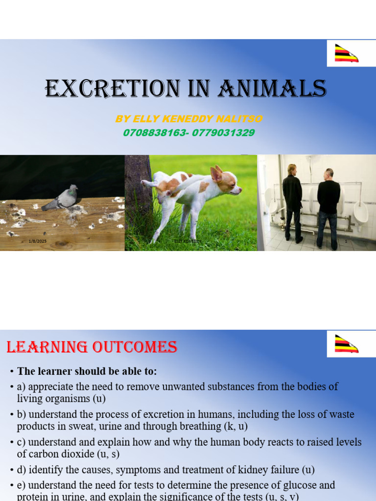 Excretion Processes in Animals | PDF | Excretion | Kidney