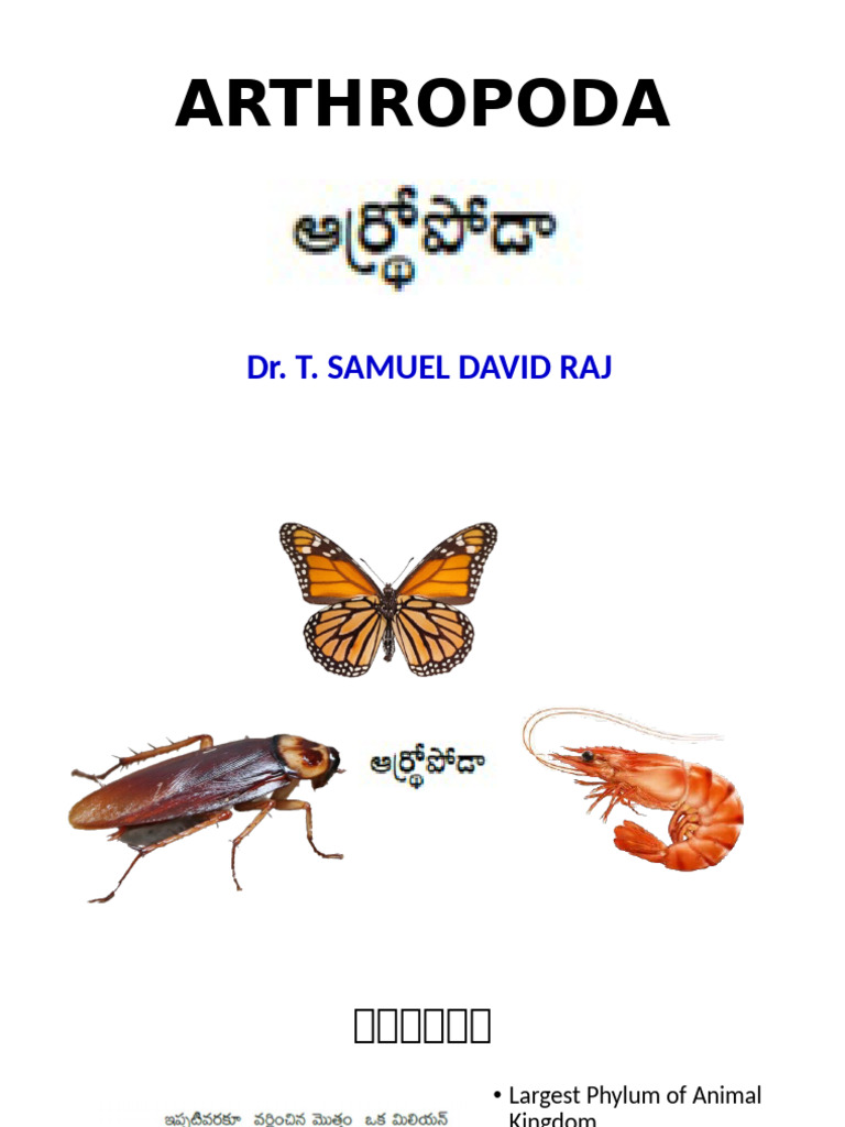 General Characteristics of Arthropoda | PDF
