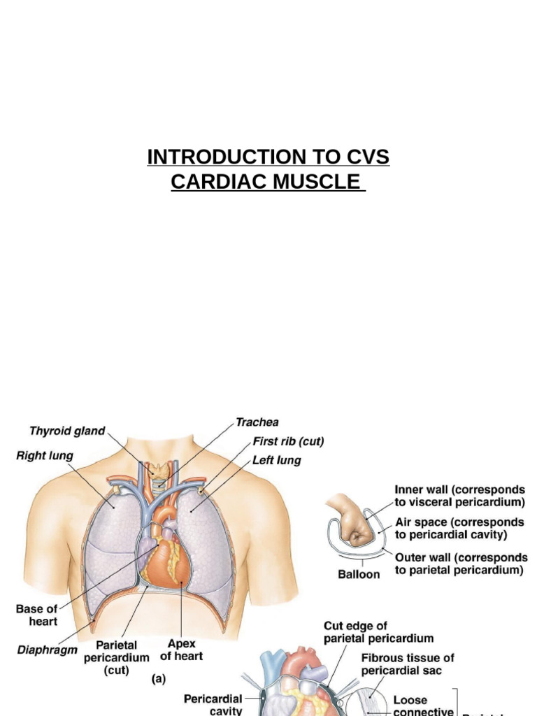 Overview of Cardiac Muscle Anatomy and Function | PDF | Heart Valve ...