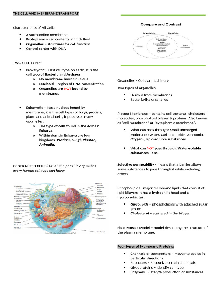 Cell Structure and Membrane Transport | PDF | Cell Membrane | Cell ...