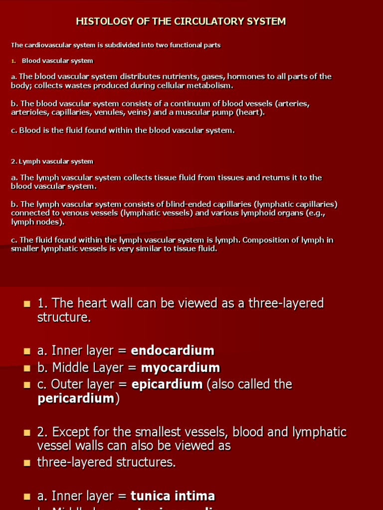 Histology of Capillaries and Heart Wall | PDF | Capillary | Artery