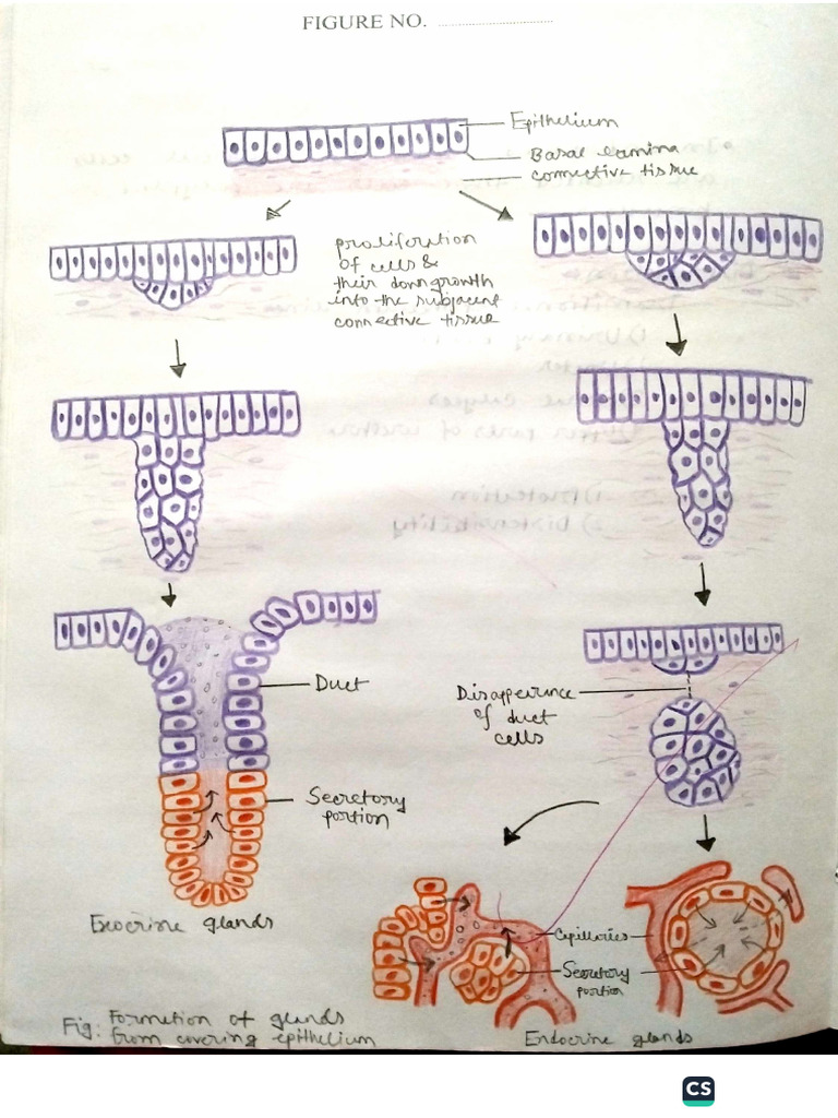 Histology Practical 06 | PDF