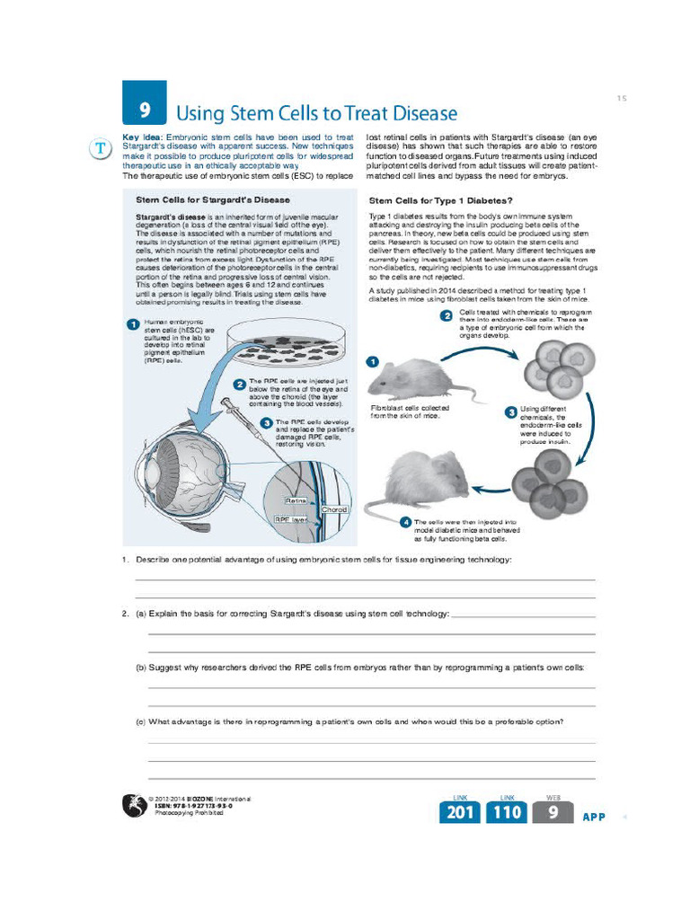 Using Stem Cells | PDF