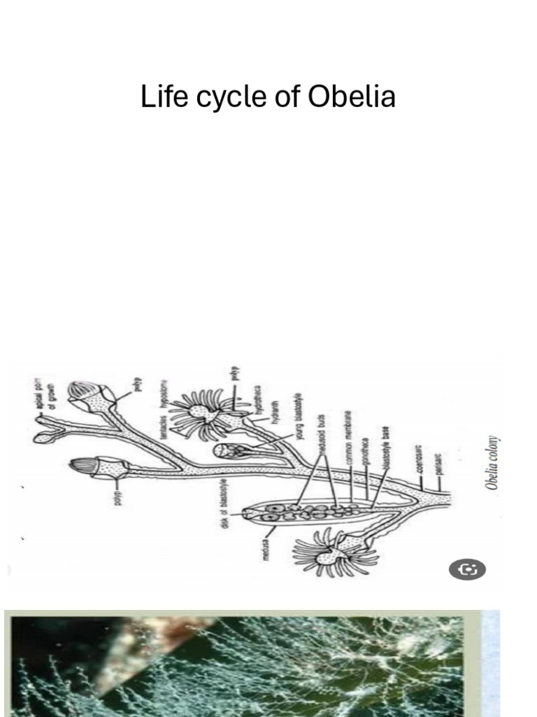 Life Cycle of Obelia | PDF