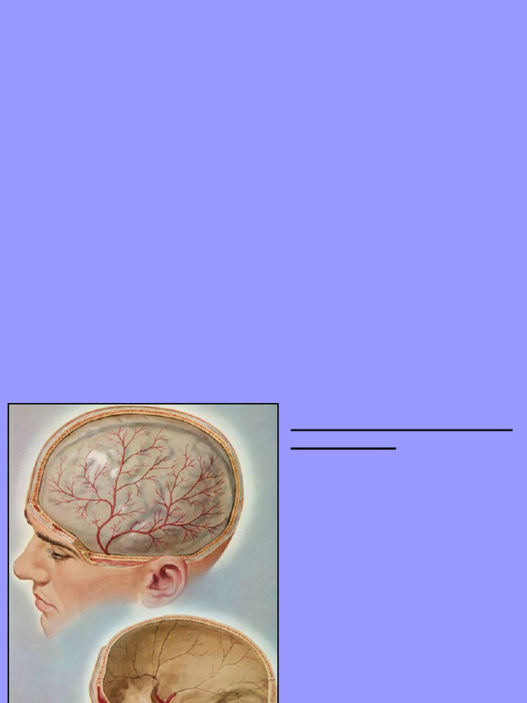 Brain Gross Anatomy Overview | PDF | Brainstem | Neuroanatomy