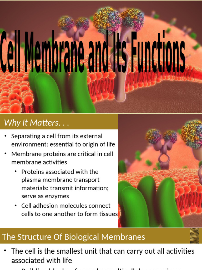 Understanding Biological Membranes | PDF | Cell Membrane | Biological ...