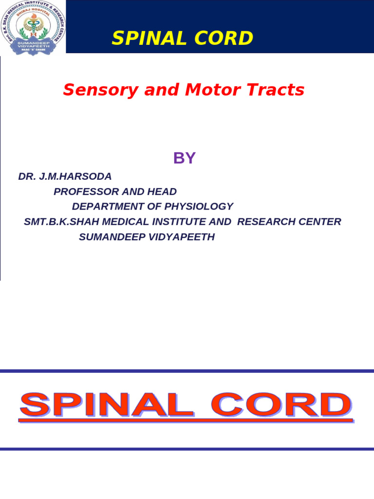 SPINALCORD, Sensory and Motor Tracts - 2025 | PDF | Spinal Cord | Motor ...