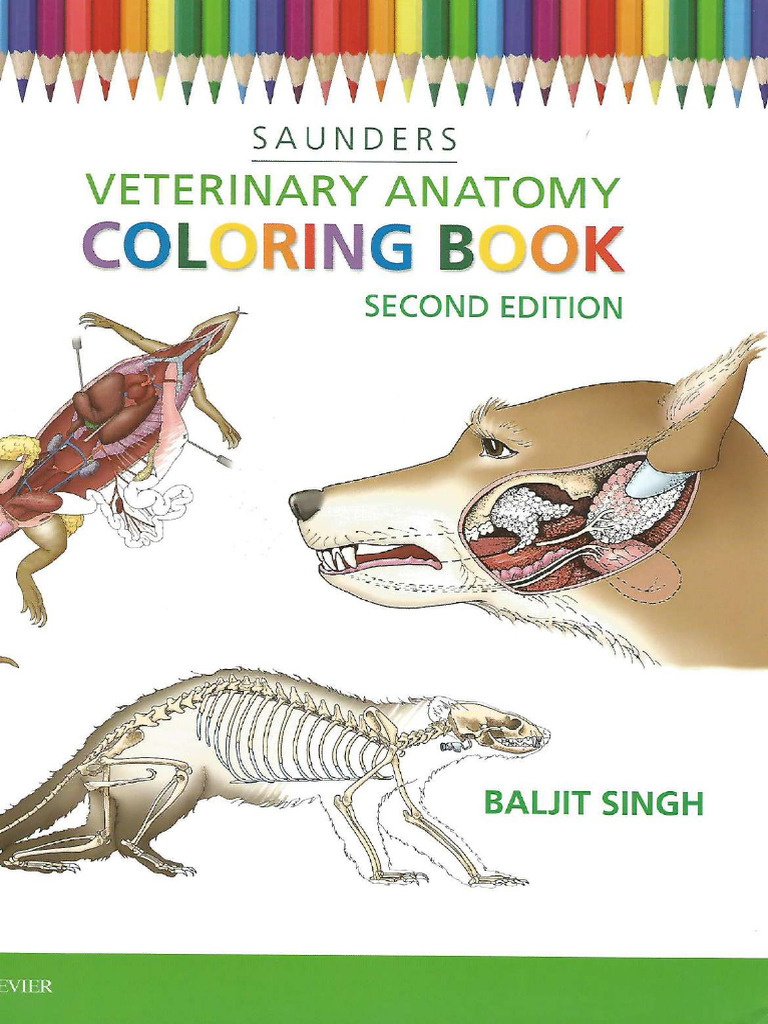 SAUNDERS VETERINARY ANATOMY COLORING BOOK PDF visual data 4