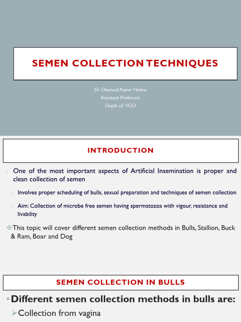 Bull Semen Collection Techniques | PDF | Semen | Ejaculation