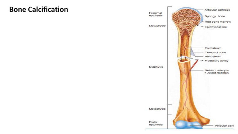 Bone Contains An Abundant Extracellular Matrix | PDF