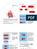 4 y 5 EKG