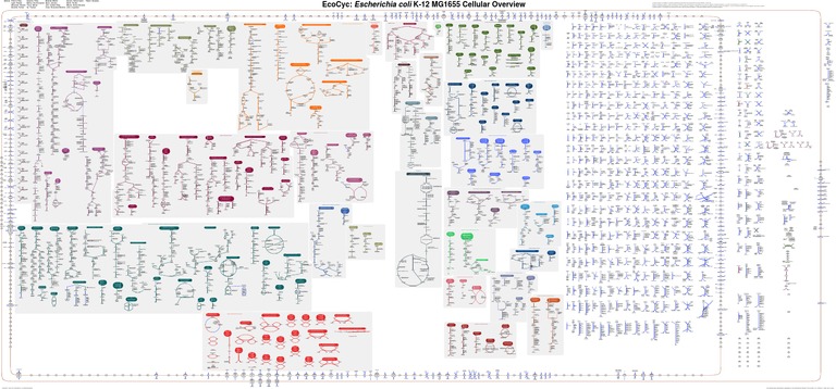 Escherichia Coli Metabolic Map | PDF | Biosynthesis | Nucleotides