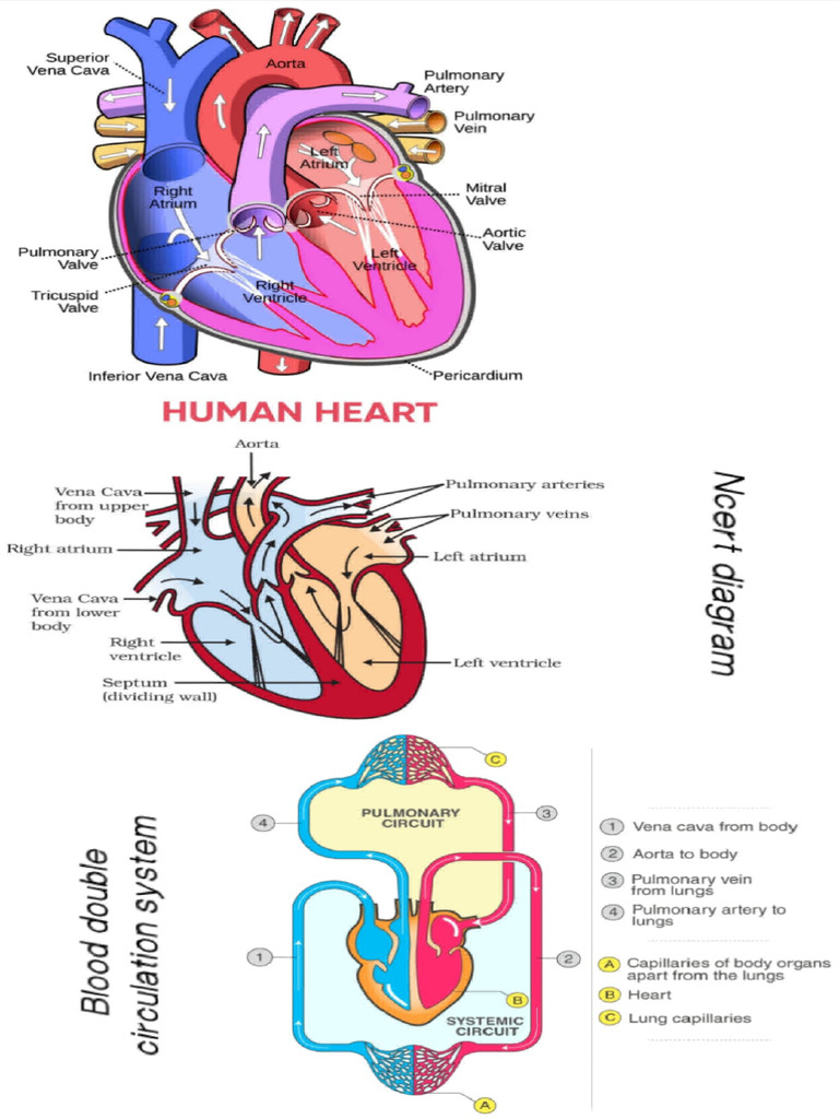 Biology Important Diagram's | PDF | Heart Valve | Atrium (Heart)